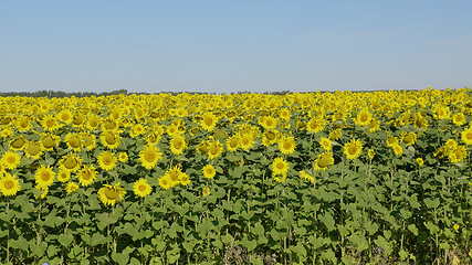 Image showing Field of blossoming sunflowers against the blue sky