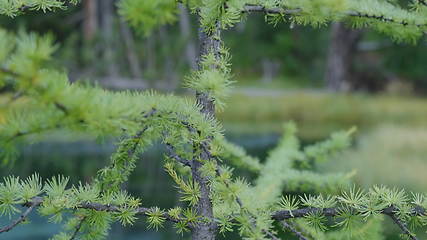 Image showing Larch pine tree shot from the bottom up, against the background of nature