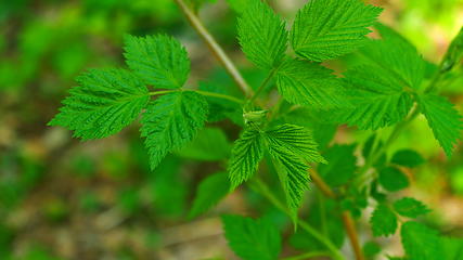 Image showing Raspberry leaves swaying in the wind in the spring forest.