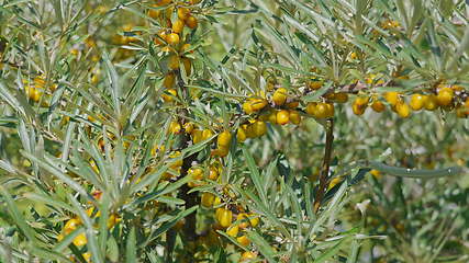 Image showing Sea-buckthorn yellow on the branch tree autumn
