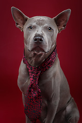 Image showing beautiful thai ridgeback dog in tie