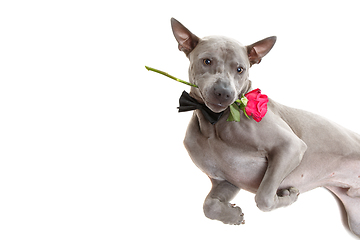 Image showing dog in bowtie holding rose in mouth