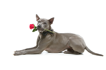 Image showing dog in bowtie holding rose in mouth