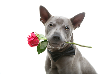 Image showing dog in bowtie holding rose in mouth