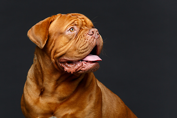 Image showing beautiful bordeaux dogue dog