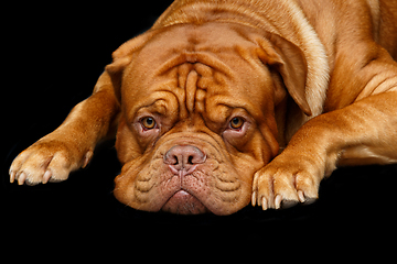 Image showing beautiful bordeaux dogue dog