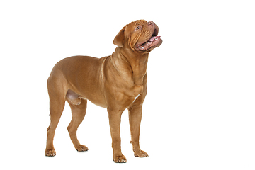 Image showing beautiful bordeaux dogue dog