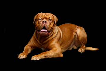 Image showing beautiful bordeaux dogue dog