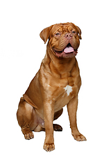 Image showing beautiful bordeaux dogue dog