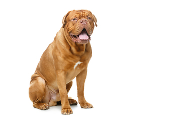 Image showing beautiful bordeaux dogue dog