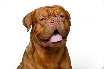 Image showing beautiful bordeaux dogue dog