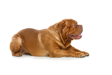 Image showing beautiful bordeaux dogue dog