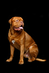 Image showing beautiful bordeaux dogue dog