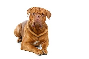 Image showing beautiful bordeaux dogue dog