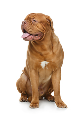 Image showing beautiful bordeaux dogue dog