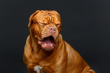 Image showing beautiful bordeaux dogue dog