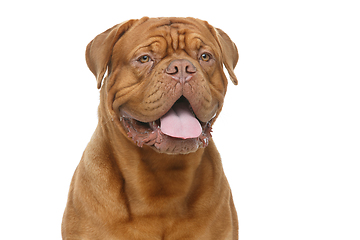 Image showing beautiful bordeaux dogue dog