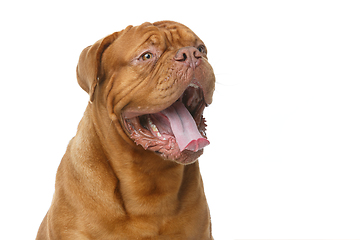 Image showing beautiful bordeaux dogue dog