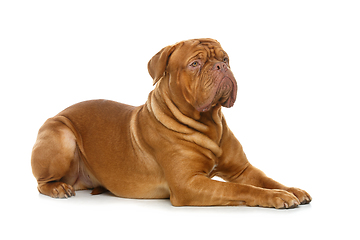 Image showing beautiful bordeaux dogue dog