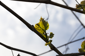 Image showing first leaves.