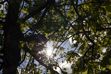 Image showing Sun Shining