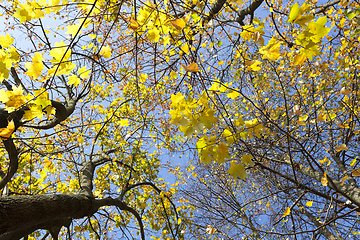Image showing yellow maple leaves on a tree against the blue sky