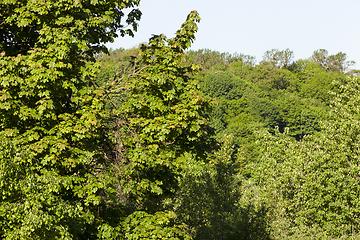 Image showing green leaves