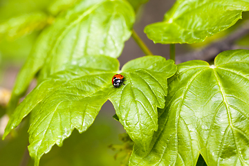 Image showing ladybug on green currant