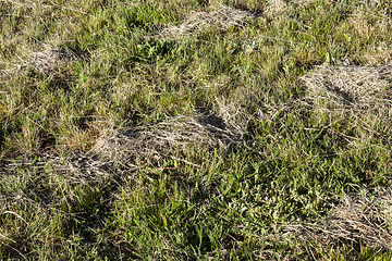 Image showing Mowed grass