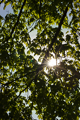 Image showing Trees in spring, close-up