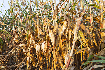 Image showing yellowed ripe corn