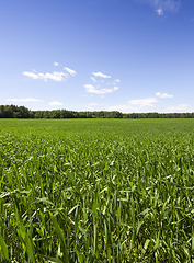 Image showing Fresh green spring grass