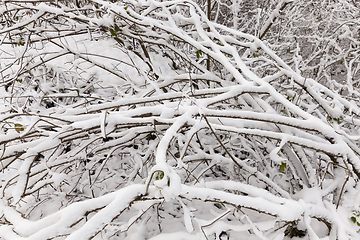 Image showing snow covered trees