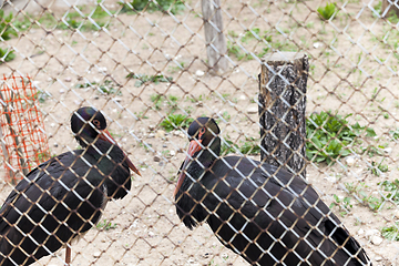 Image showing Animals in the zoo