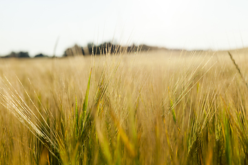 Image showing field of ripe cereal