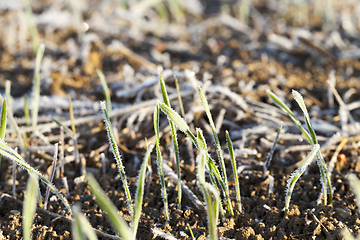 Image showing green wheat in a frost