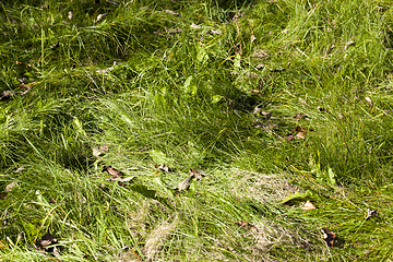 Image showing Green grass, close-up