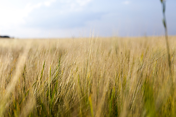 Image showing An agricultural field with a crop