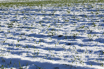 Image showing Young wheat germs