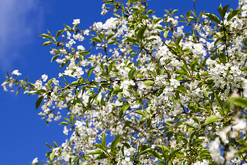 Image showing cherry orchard