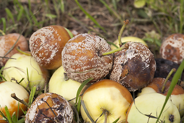 Image showing Spoiled crop of apples