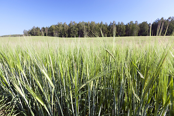 Image showing green unripe cereal