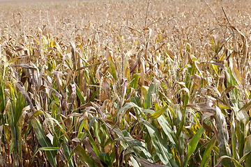 Image showing field of ripe corn