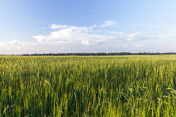 Image showing agricultural field