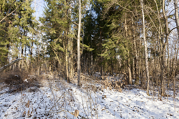 Image showing Winter forest, close-up