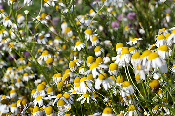 Image showing White daisies, field