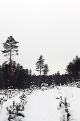 Image showing Snow drifts in winter