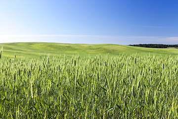 Image showing Field with cereal