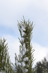 Image showing Snow drifts in winter