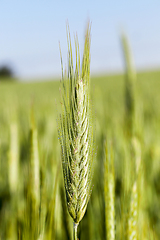 Image showing Field with cereal